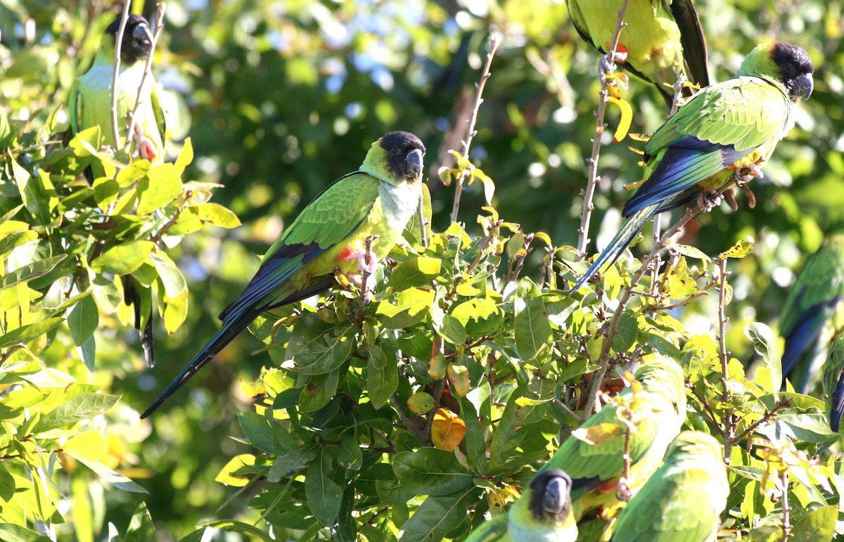 Nanday Parakeet - ML646238358