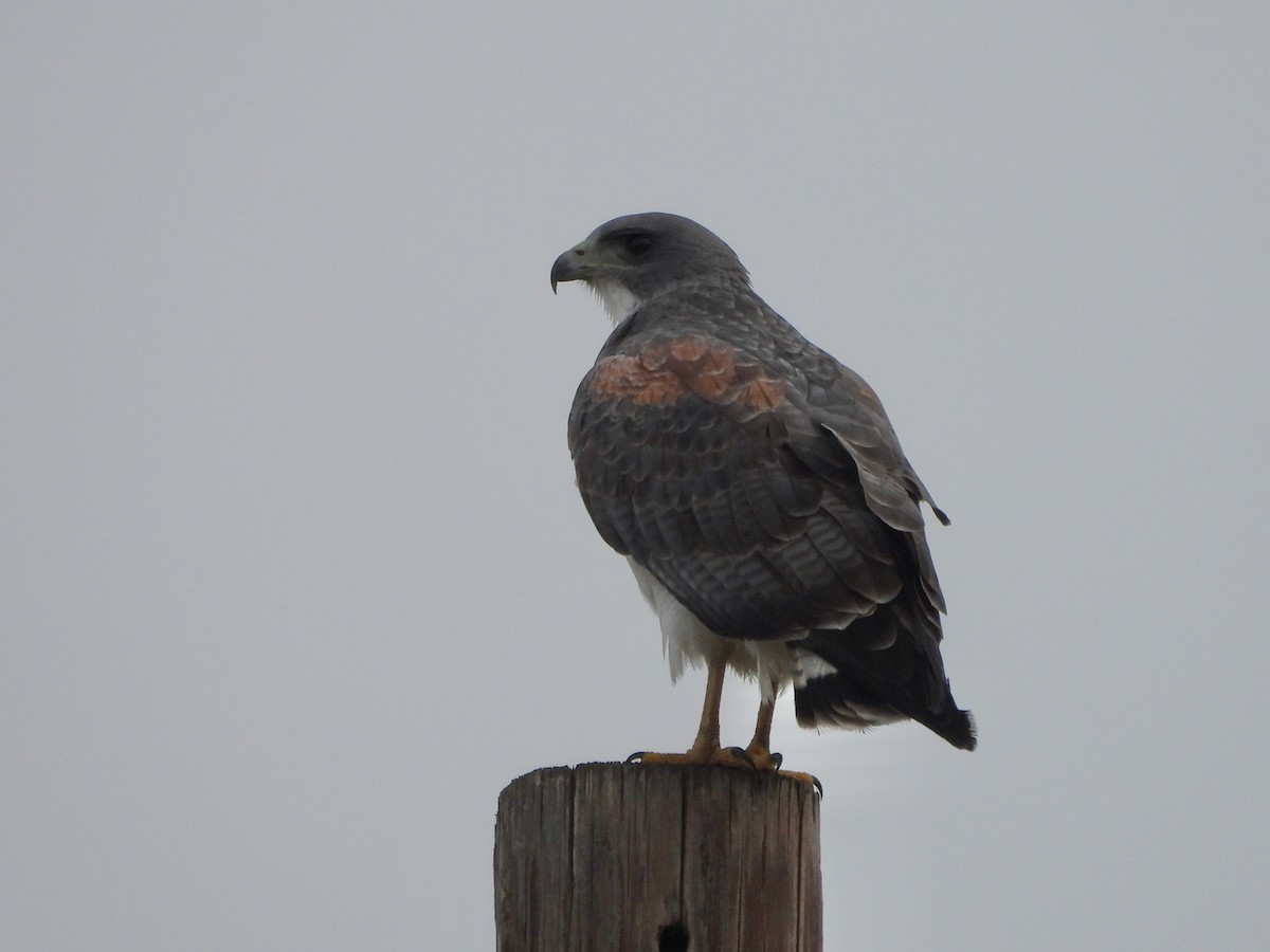 White-tailed Hawk - ML646238363