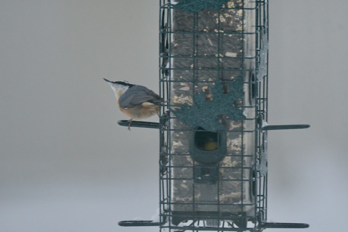 Red-breasted Nuthatch - ML646238364