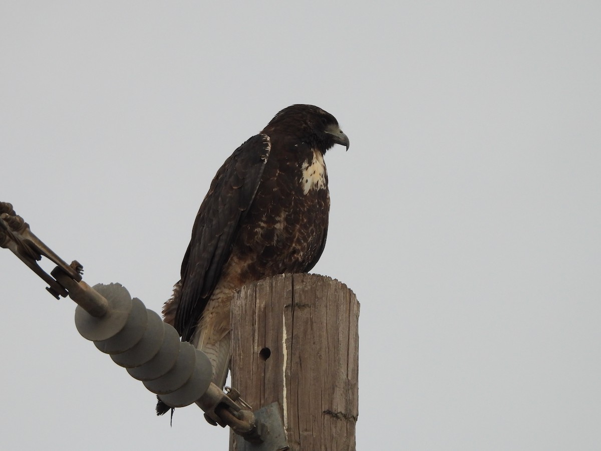 White-tailed Hawk - ML646238365