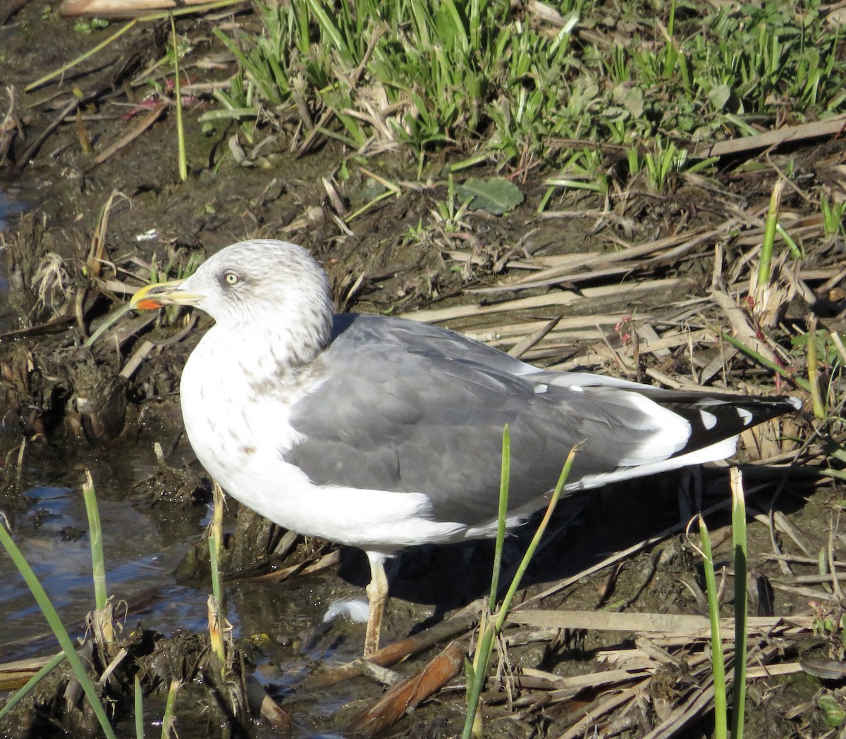 Lesser Black-backed Gull - ML646238369