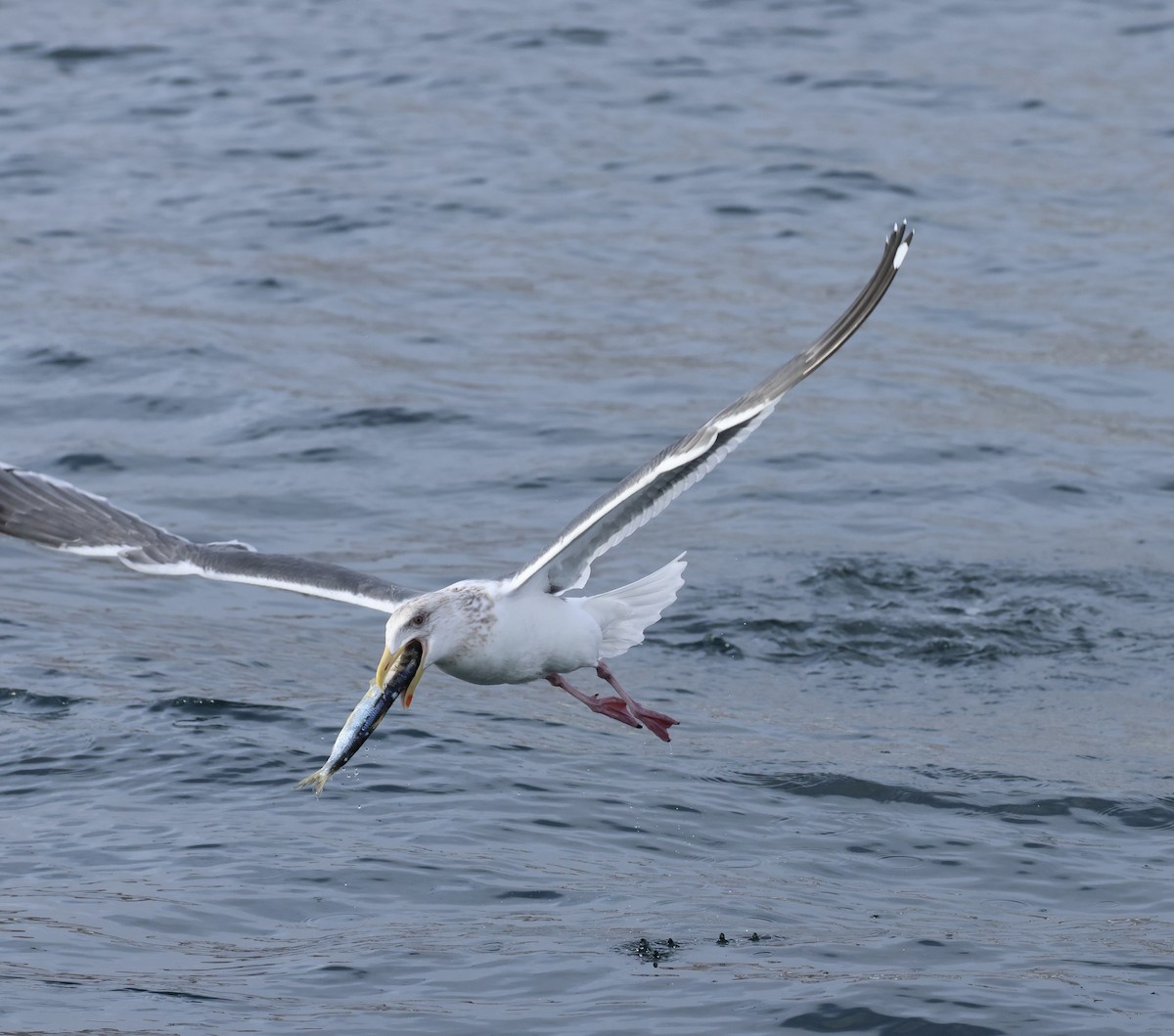 polarmåke - ML646238370