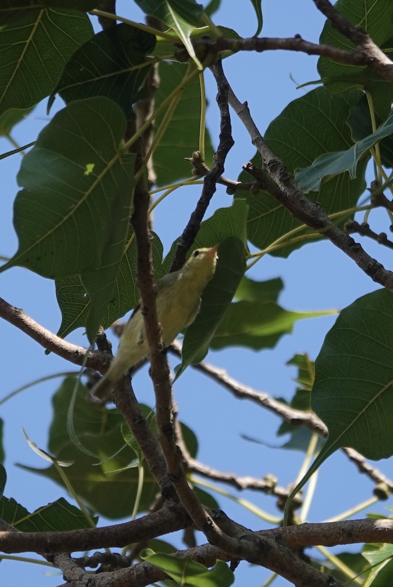 Green Warbler - ML646238372