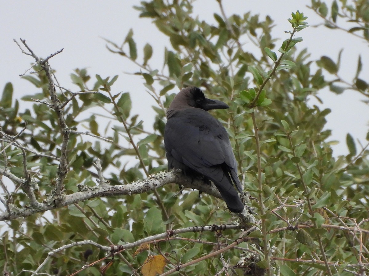 House Crow - ML646238379