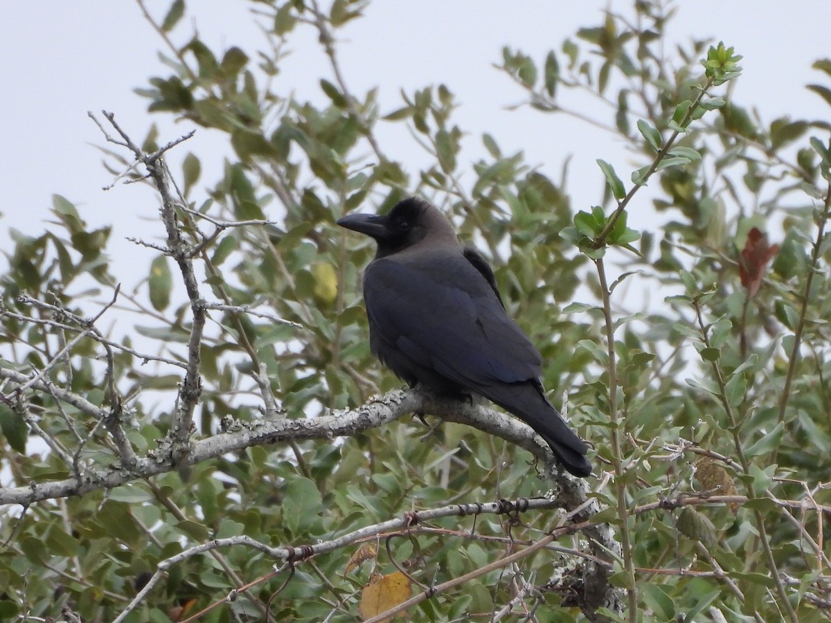 House Crow - ML646238380