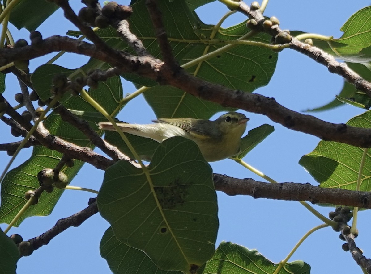 Green Warbler - ML646238389