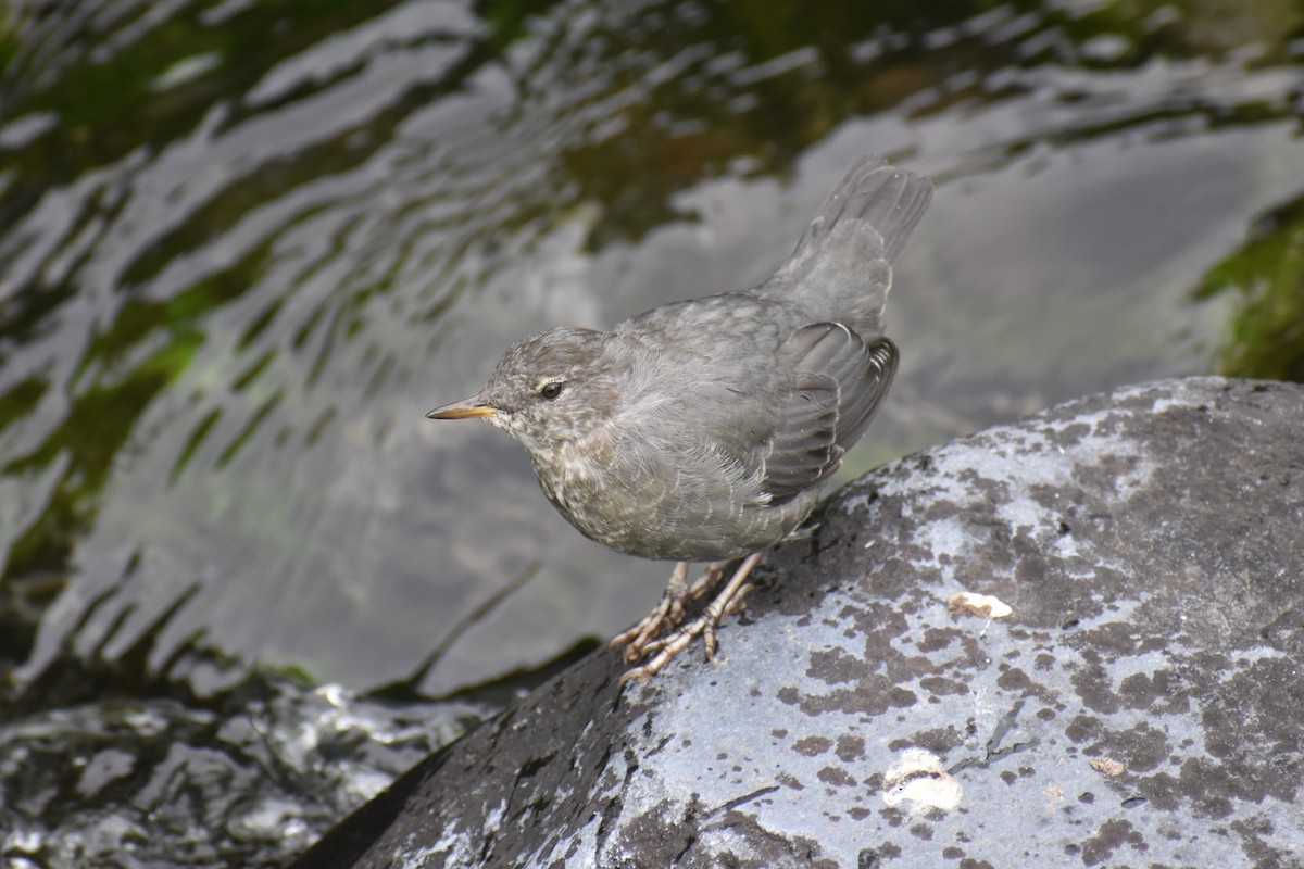 American Dipper - ML646238404
