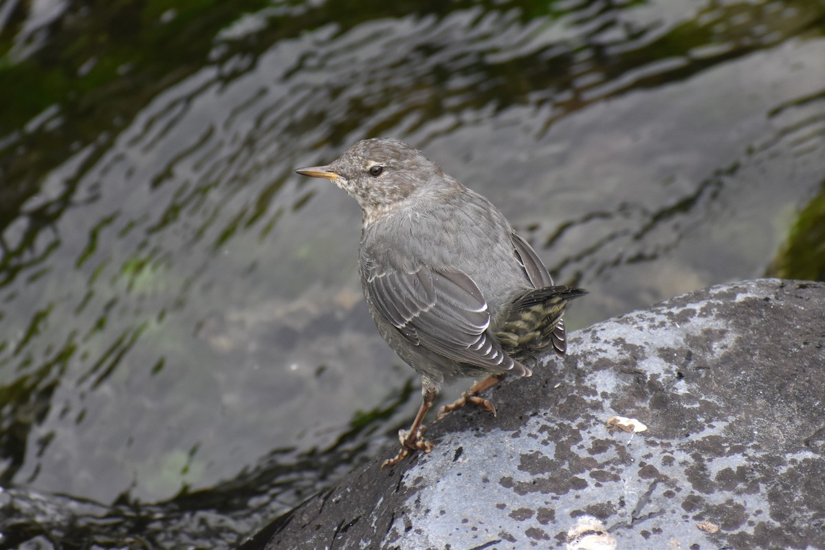 American Dipper - ML646238405