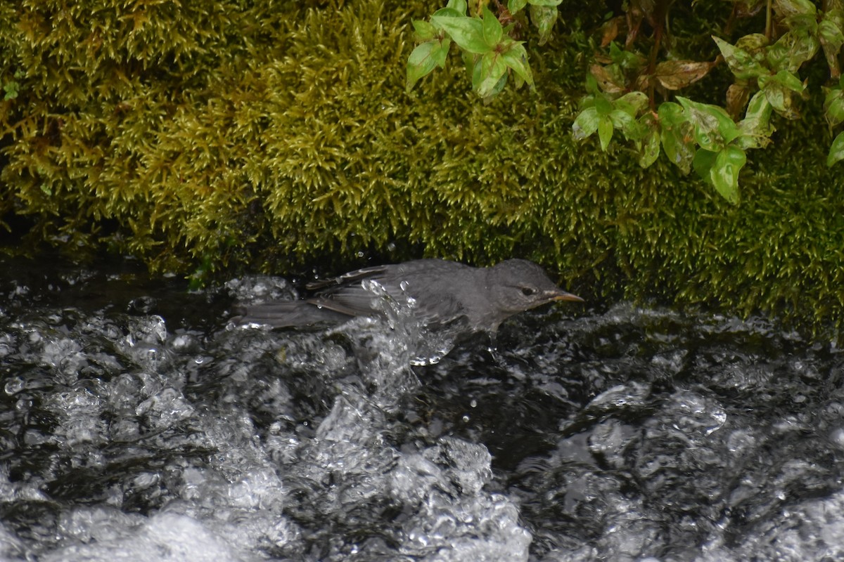 American Dipper - ML646238406