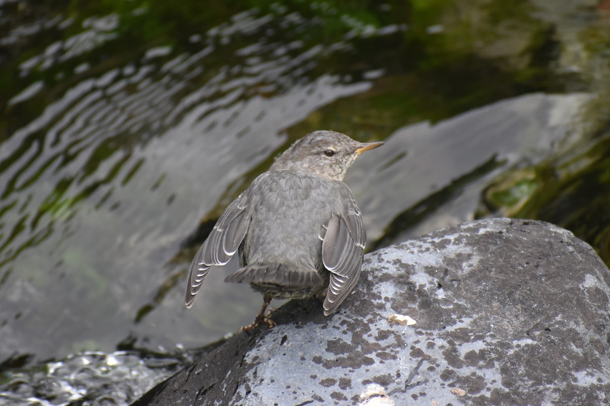 American Dipper - ML646238407