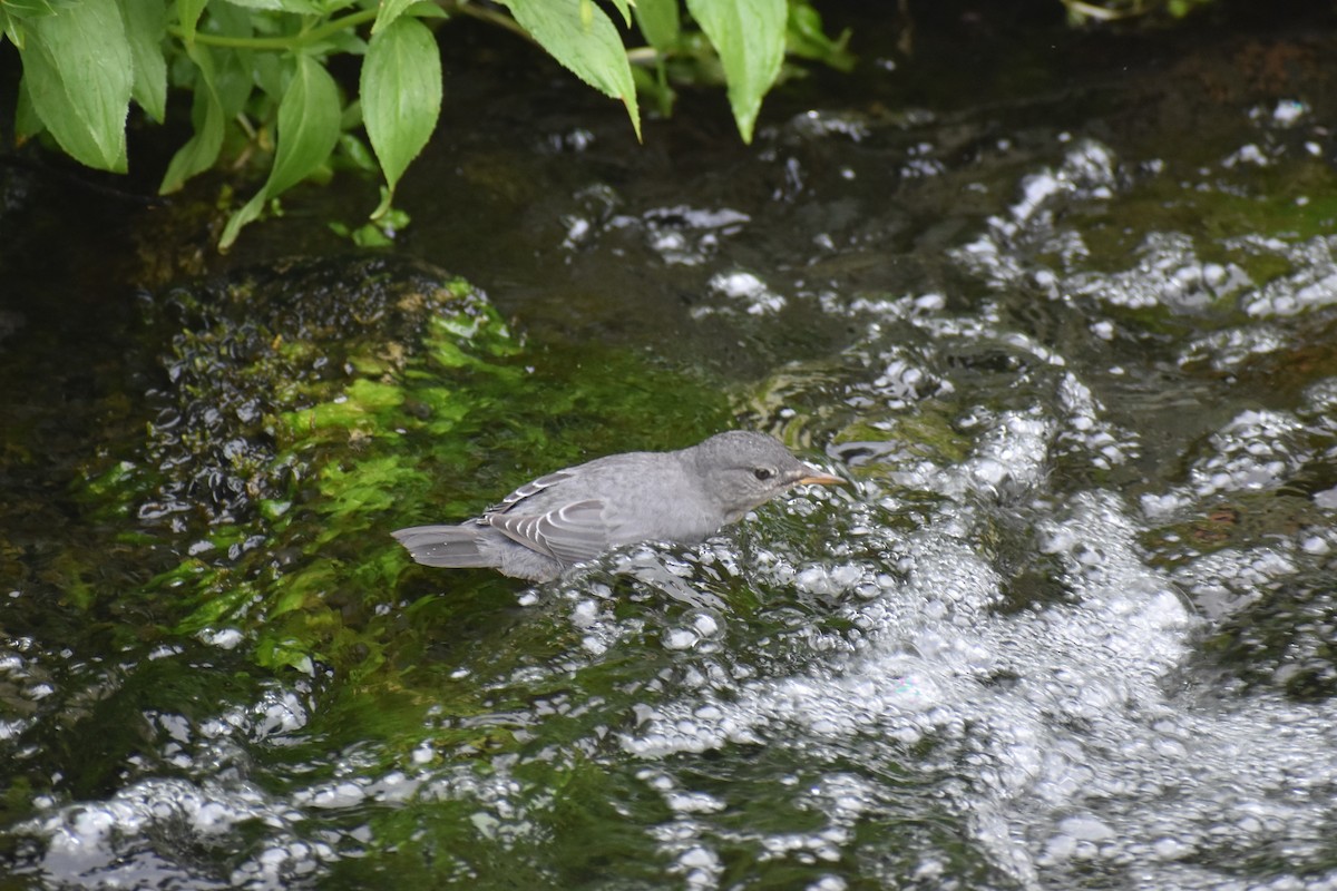 American Dipper - ML646238408
