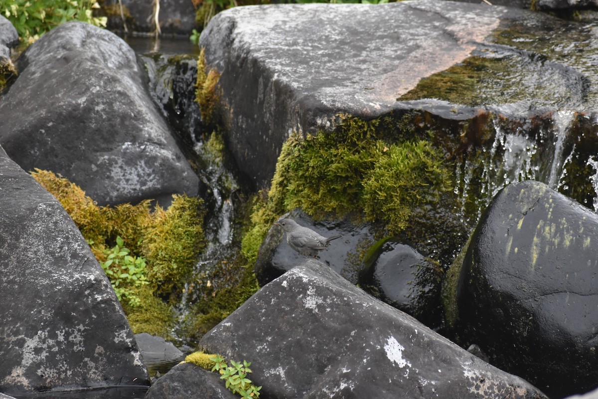 American Dipper - ML646238409