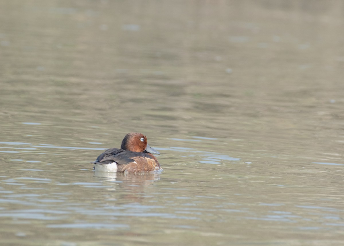Ferruginous Duck - ML646238410