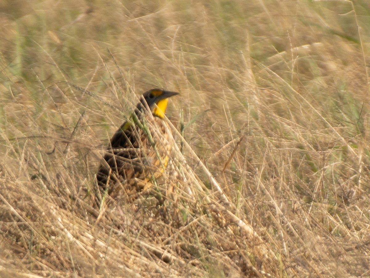 Eastern Meadowlark - ML646238412