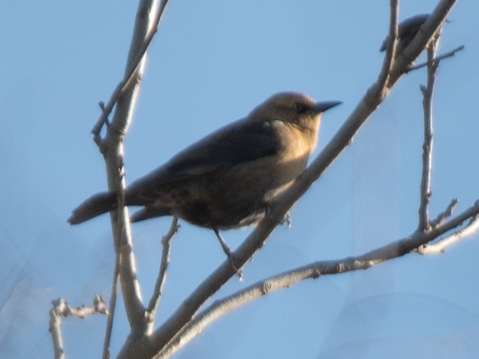 Rusty Blackbird - ML646238414