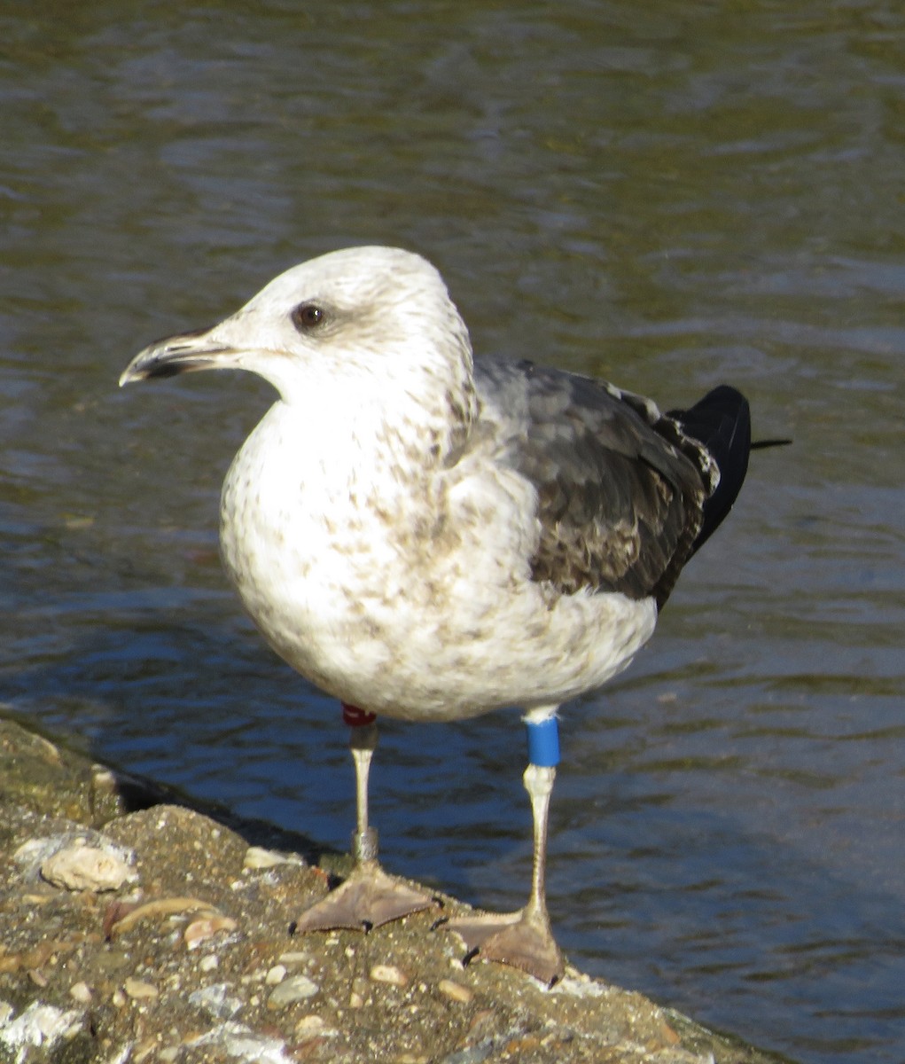 Lesser Black-backed Gull - ML646238422