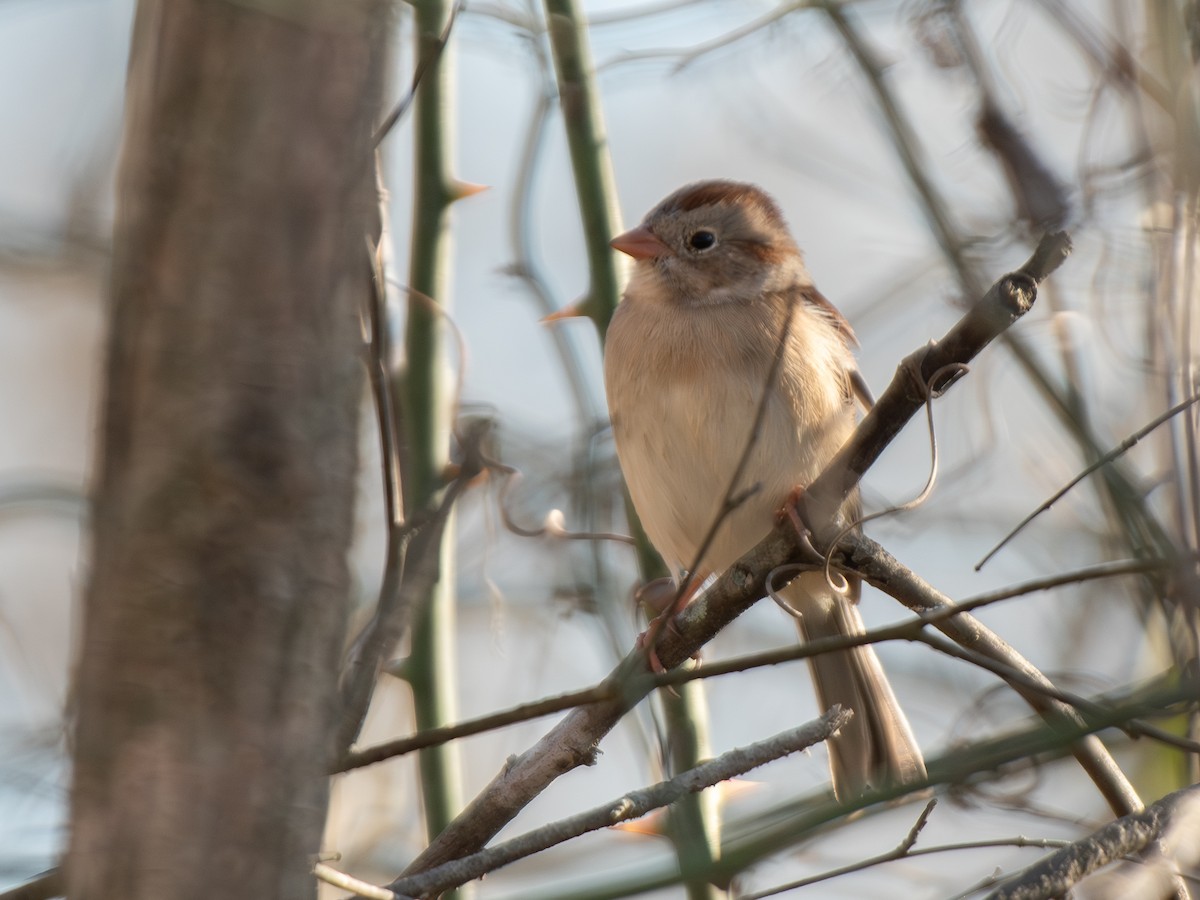 Field Sparrow - ML646238423