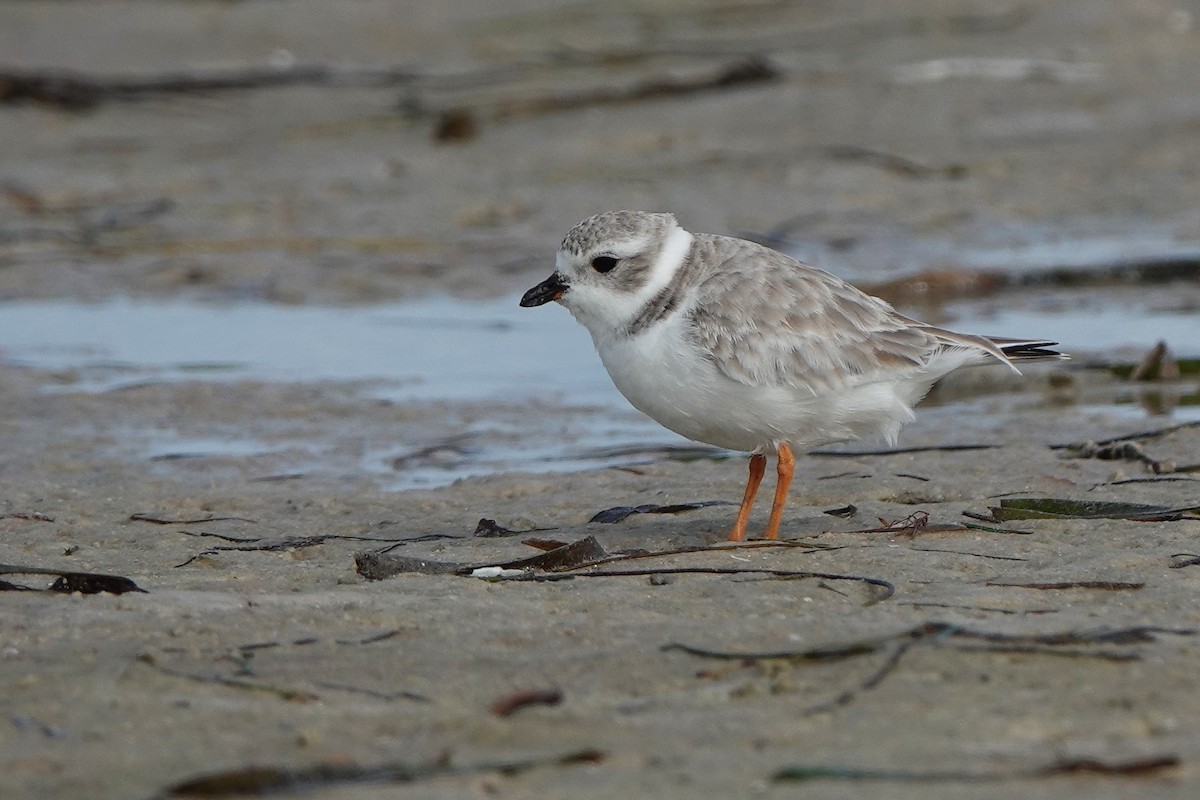 Islıkçı Cılıbıt - ML646238425