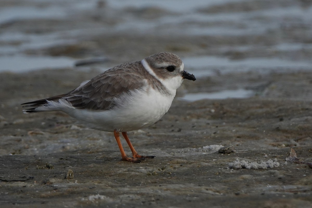 Islıkçı Cılıbıt - ML646238426