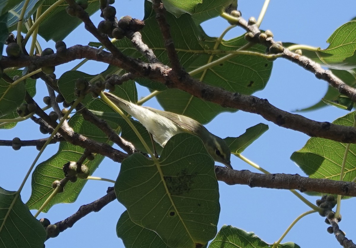 Green Warbler - ML646238427