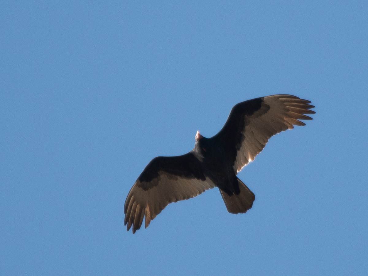 Turkey Vulture - ML646238430