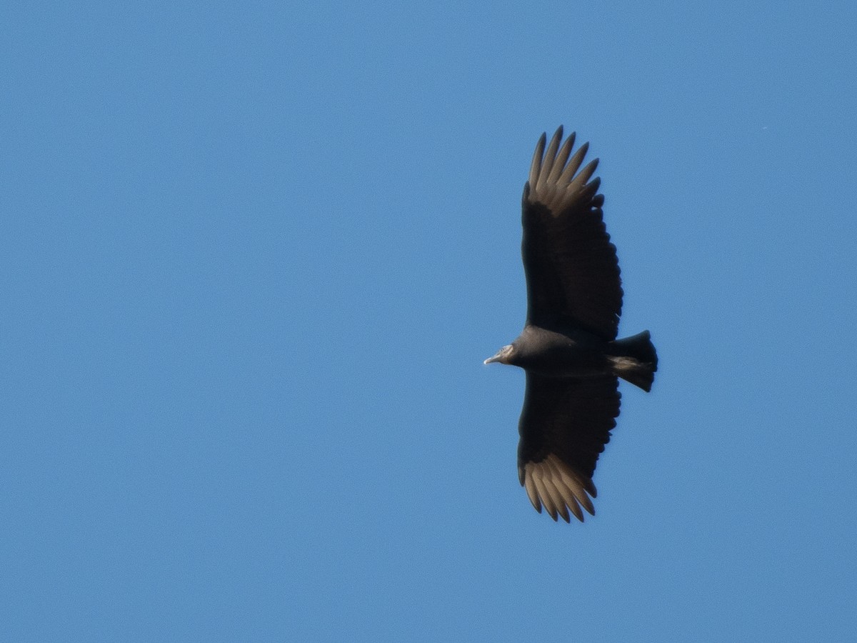 Black Vulture - ML646238431