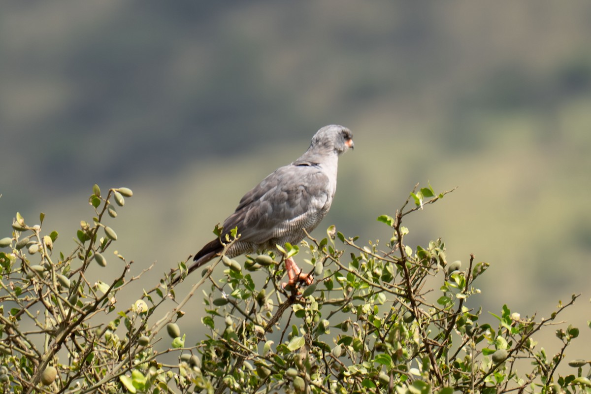 jestřáb volavý - ML646238433