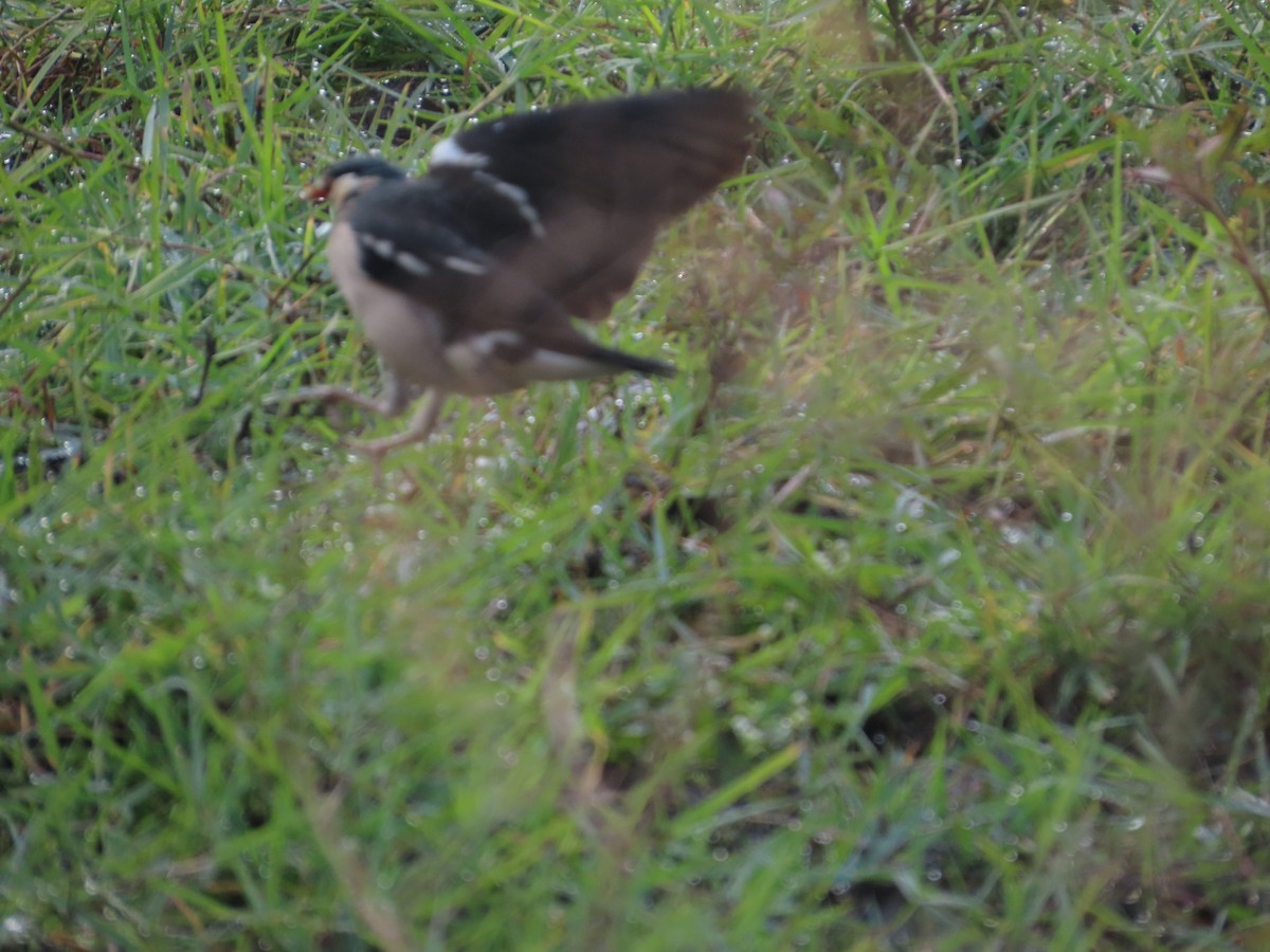 印度鵲椋鳥 - ML646238434