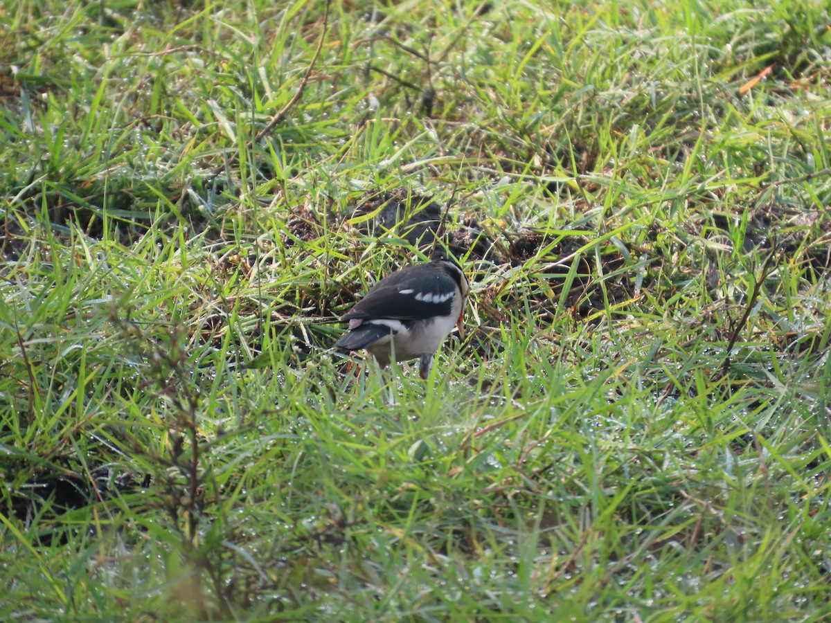 印度鵲椋鳥 - ML646238435