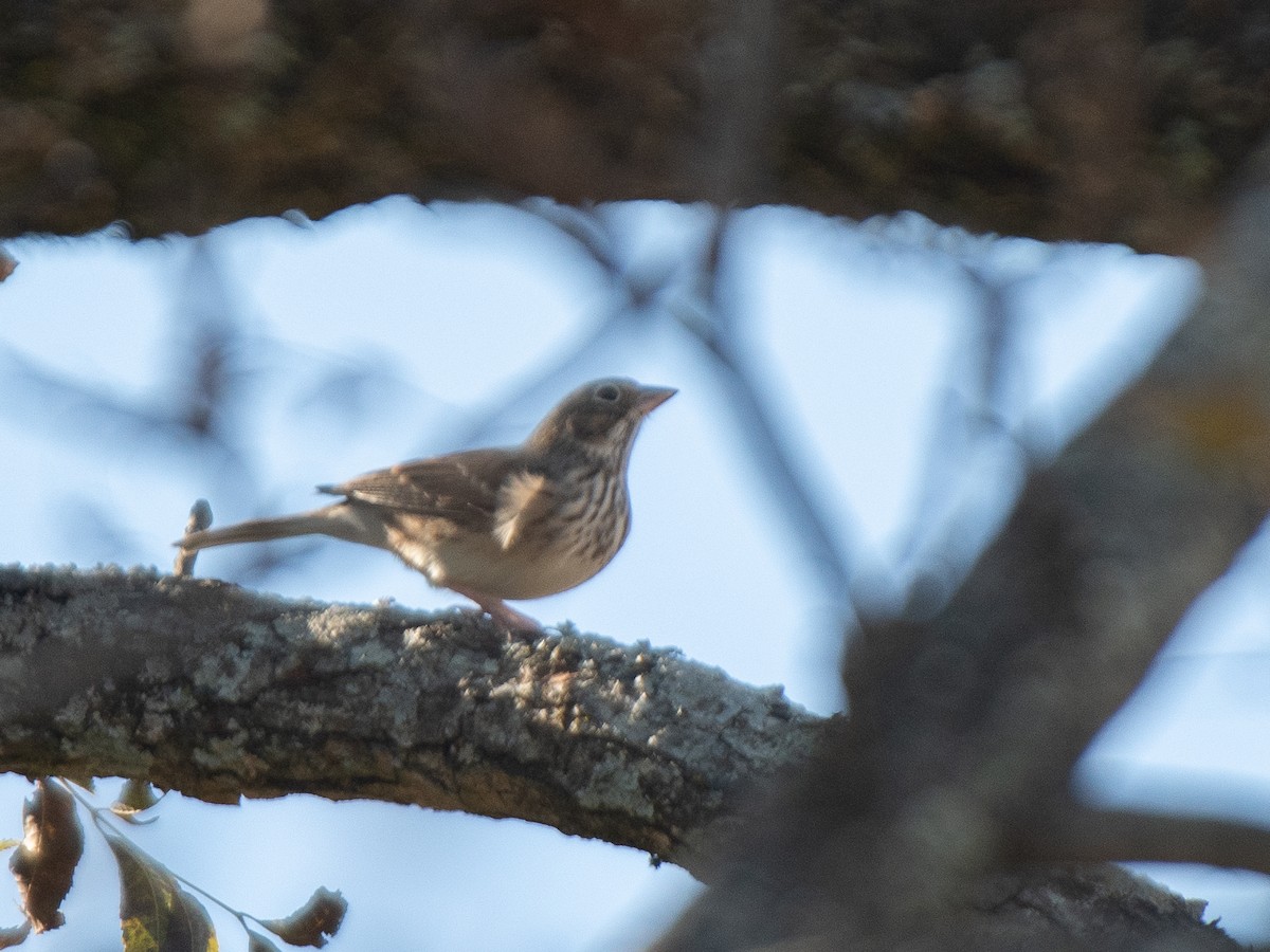 Vesper Sparrow - ML646238438