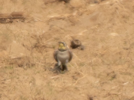 Horned Lark - ML646238447