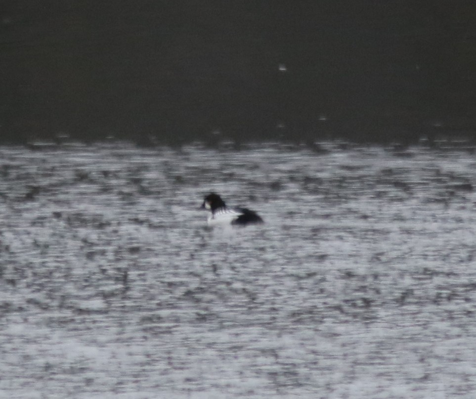 Common x Barrow's Goldeneye (hybrid) - ML646238457