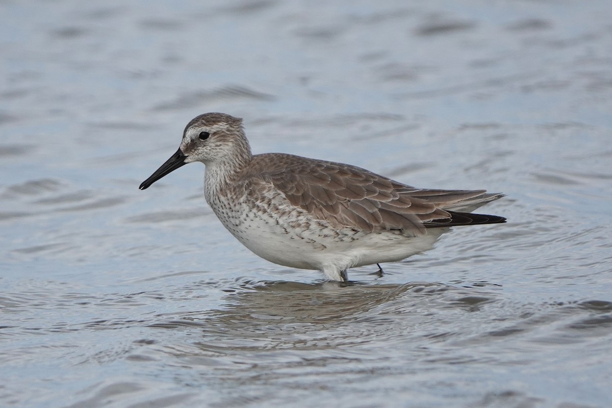 Bécasseau maubèche - ML646238459