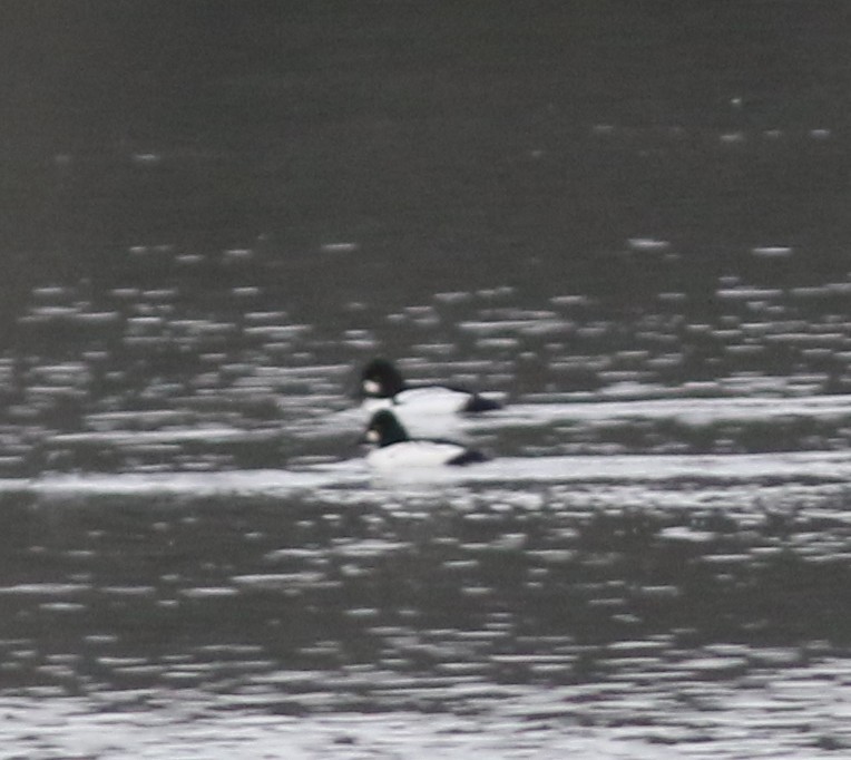 Common x Barrow's Goldeneye (hybrid) - ML646238461