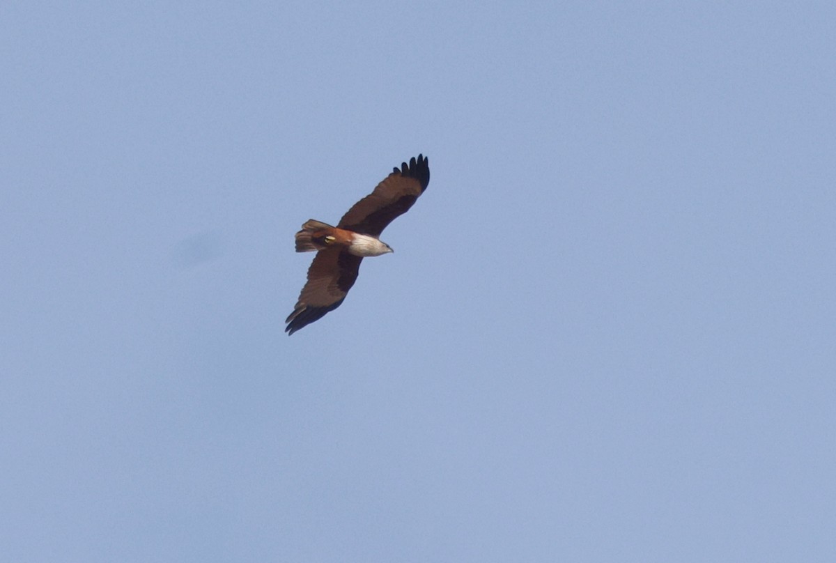 Brahminy Kite - ML646238463