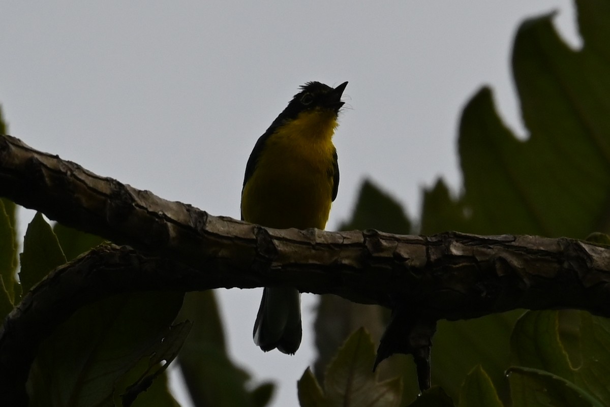 Spectacled Redstart - ML646238470