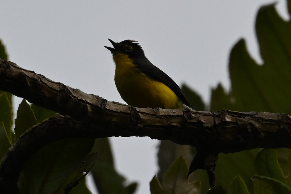 Spectacled Redstart - ML646238473