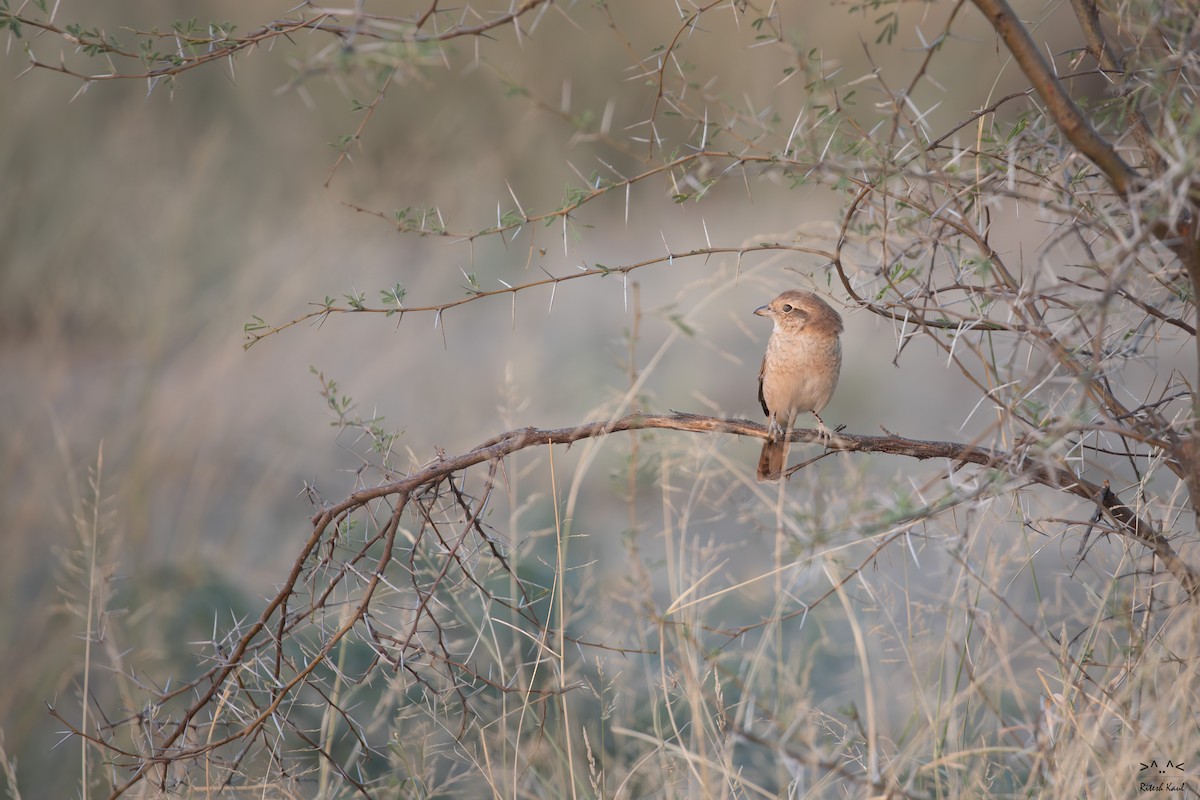 isabellavarsler - ML646238481