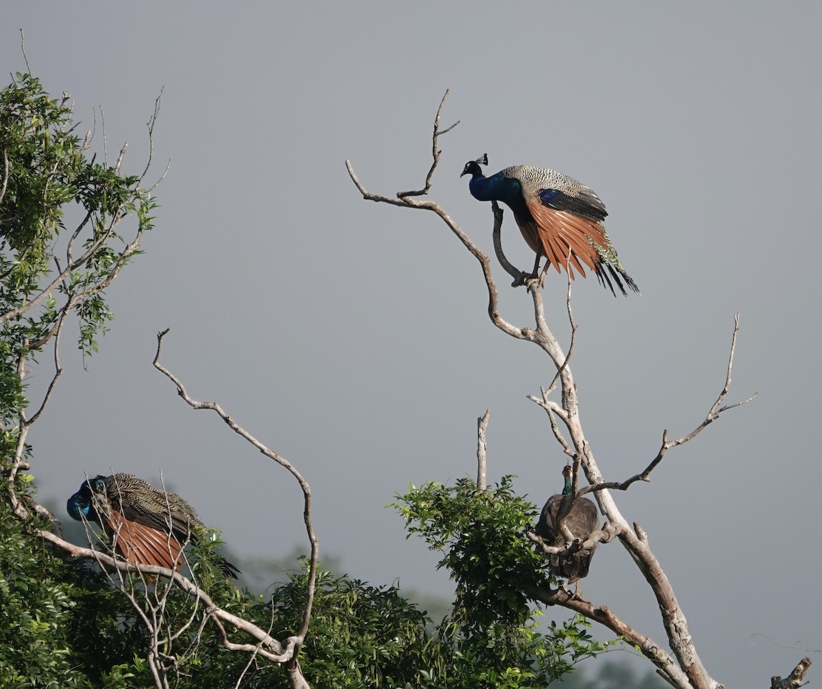 Indian Peafowl - ML646238482