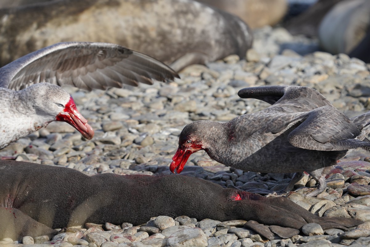 Northern Giant-Petrel - ML646238484