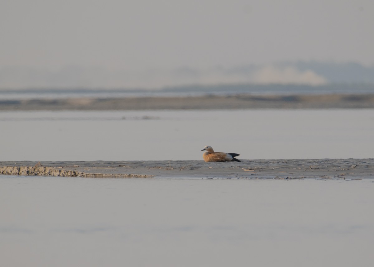 Ruddy Shelduck - ML646238486