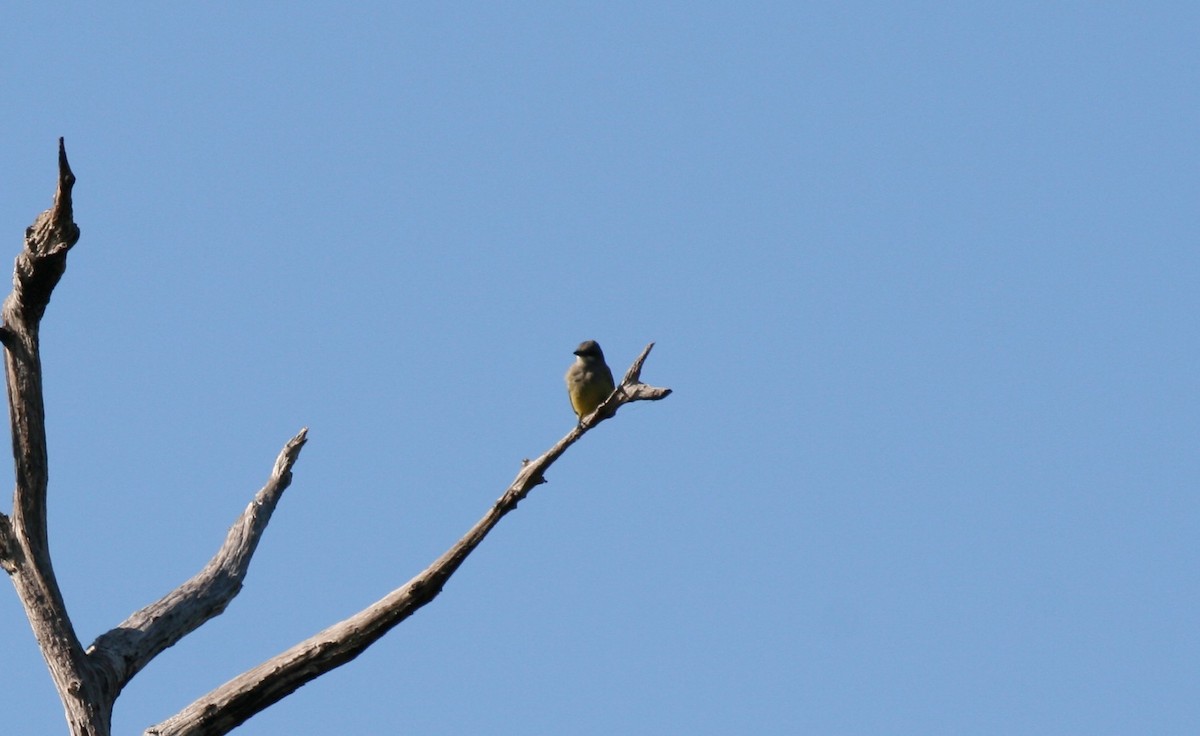 Cassin's Kingbird - ML646238491