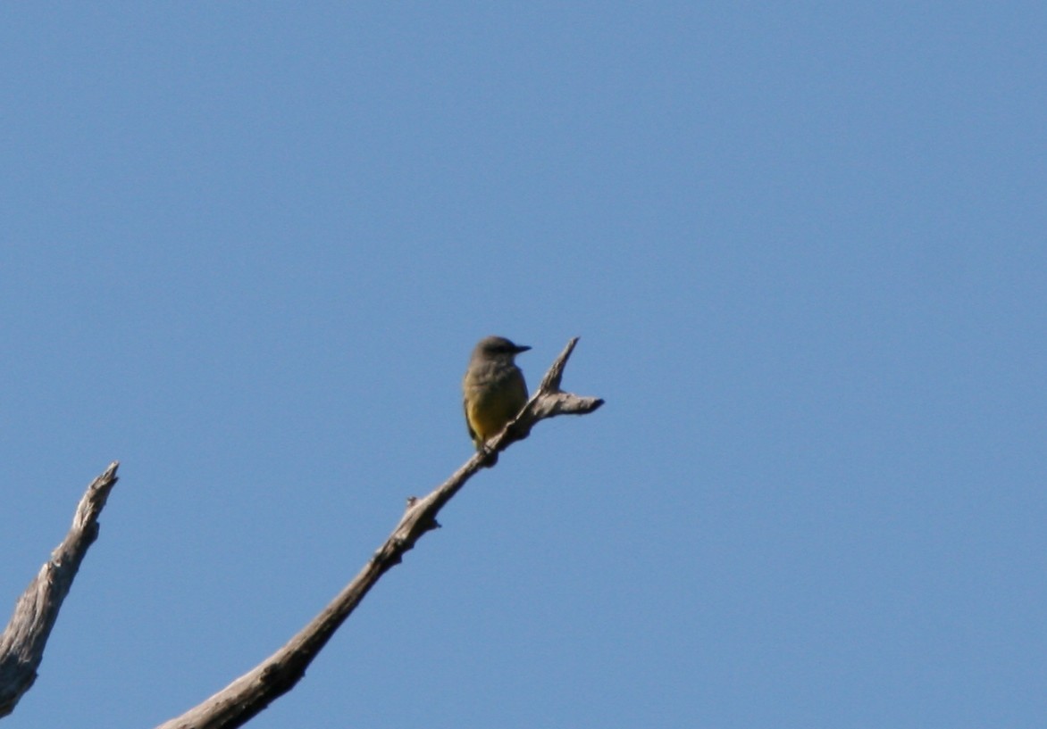 Cassin's Kingbird - ML646238492