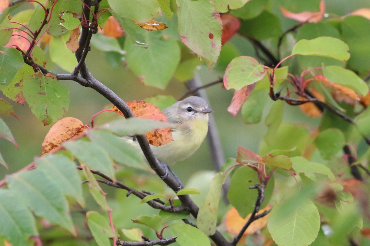 Bireo filadelfiarra - ML646238504