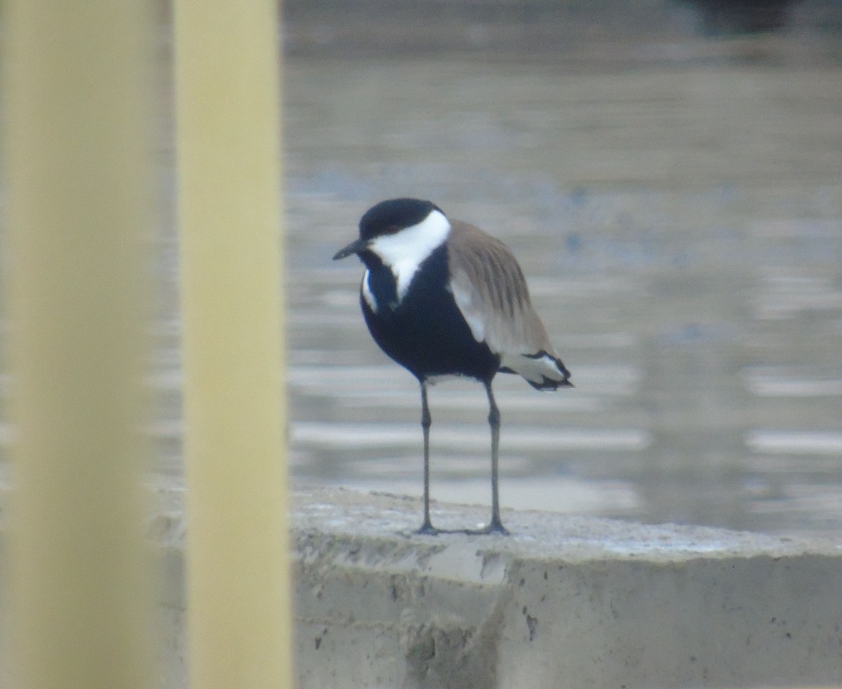 Vanneau à éperons - ML646238506