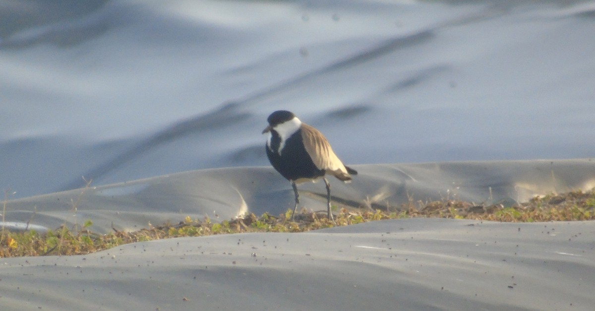 Vanneau à éperons - ML646238507