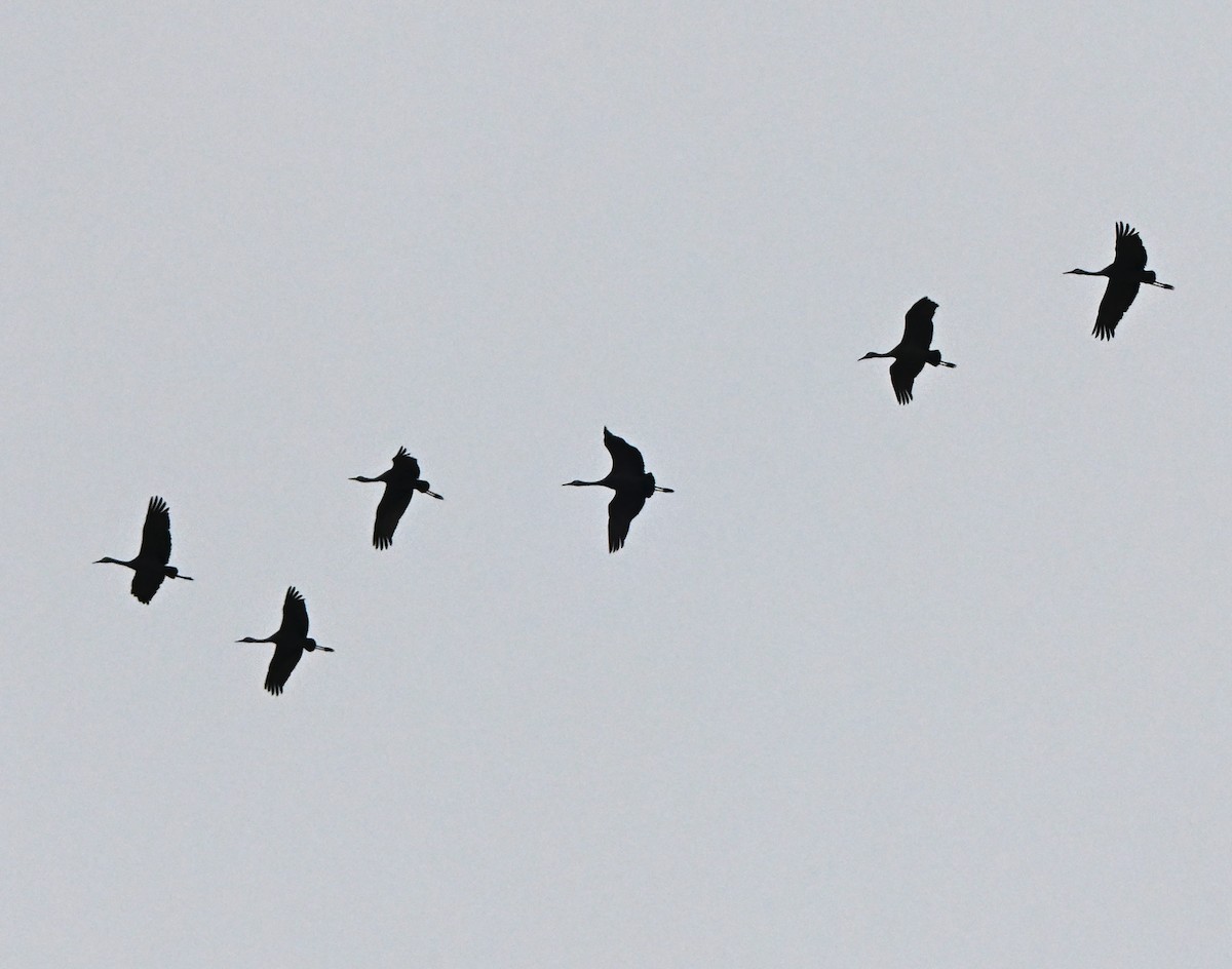 Sandhill Crane - ML646238509