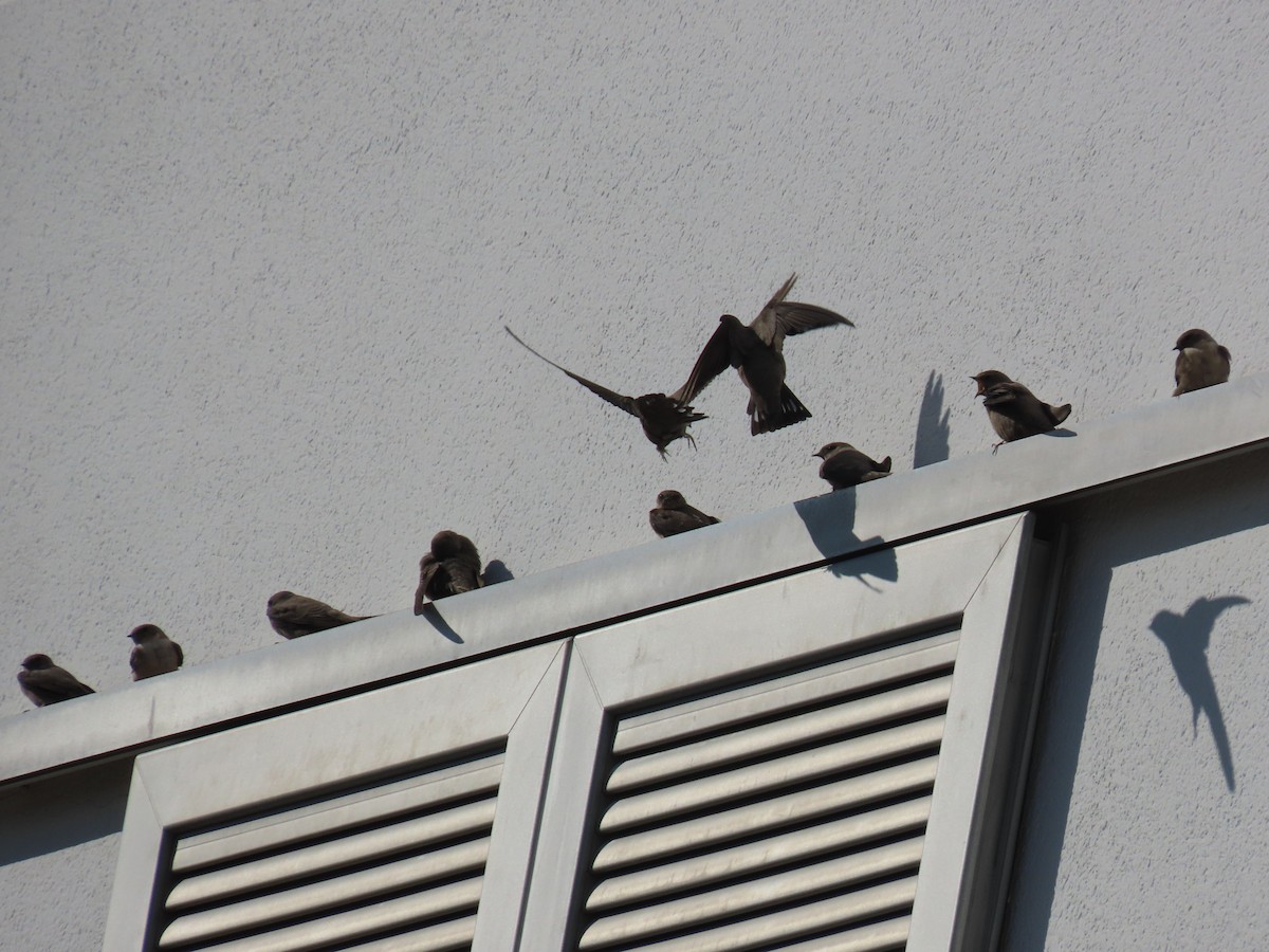 Eurasian Crag-Martin - ML646238516