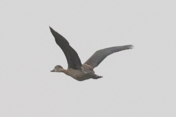 pižmovka hřebenatá - ML646238517