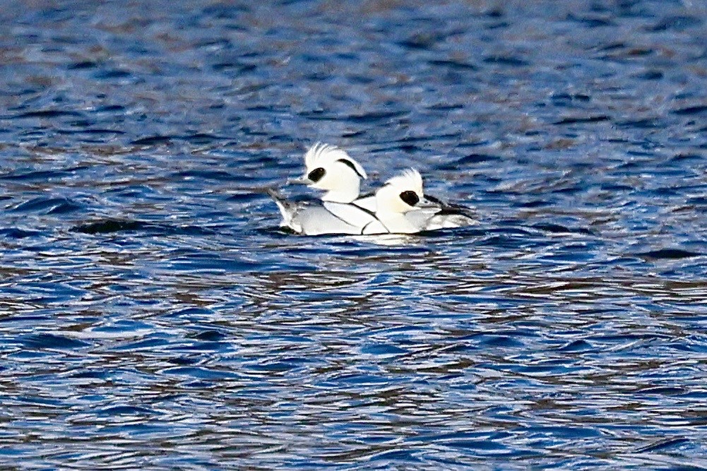 Smew - ML646238518
